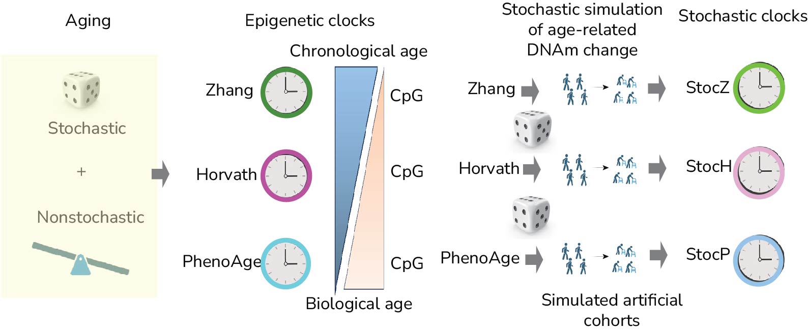 Epigenetic Clocks, Aging and Gerophysics