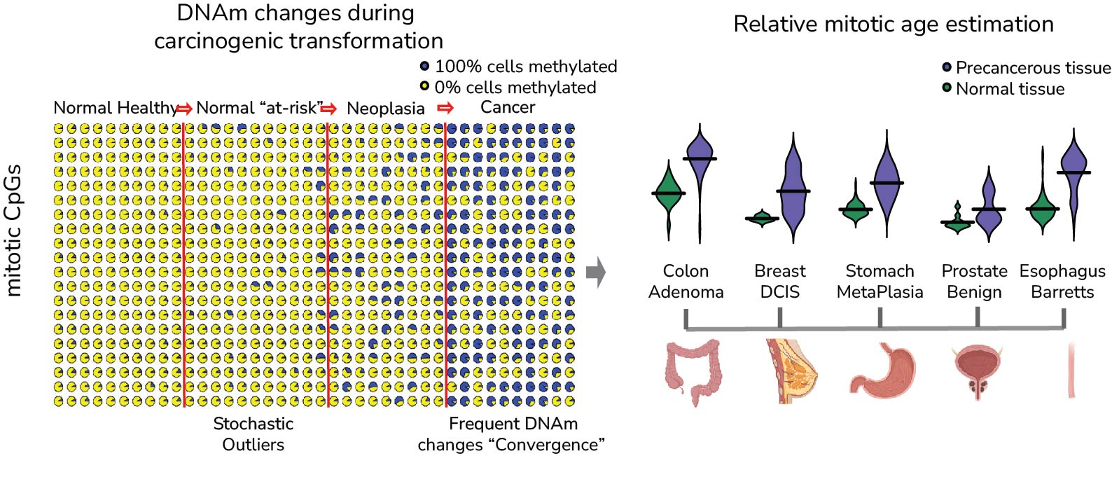 Epigenetic Mitotic Clocks for Cancer Risk Prediction