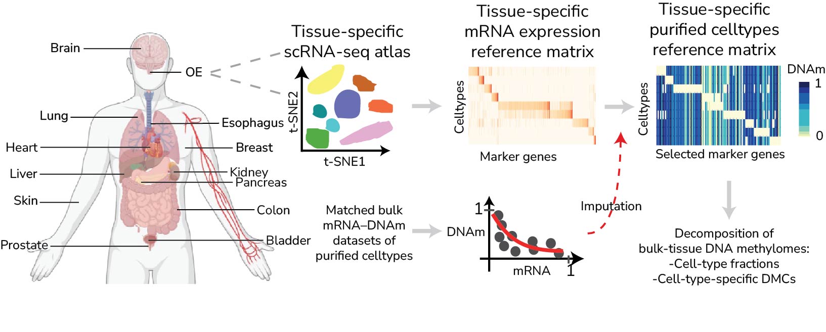 Statistical Methods for Cell-type Deconvolution of DNAm data